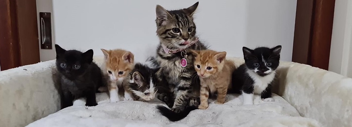 Adopt a cat or kitten Western Sydney