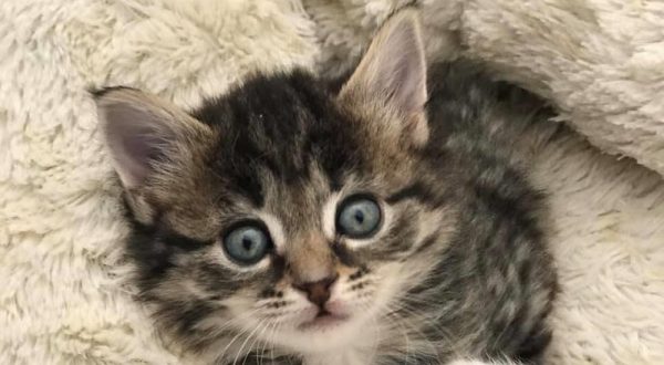 Adopt a kitten Western Sydney