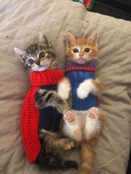 Cat Rescue Western Sydney