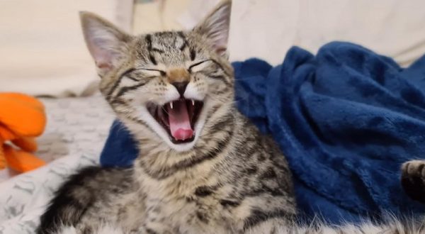 Donate Brighter Future Cat Rescue