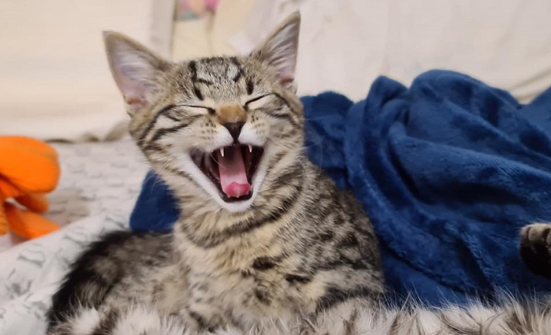 Donate Brighter Future Cat Rescue