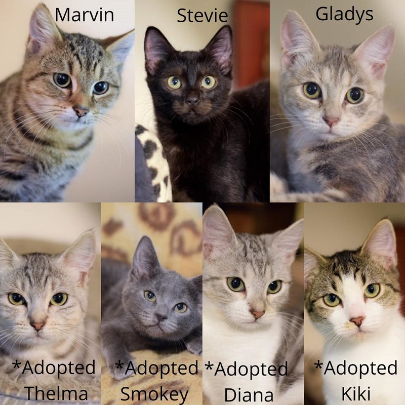 kittens for adoption near me